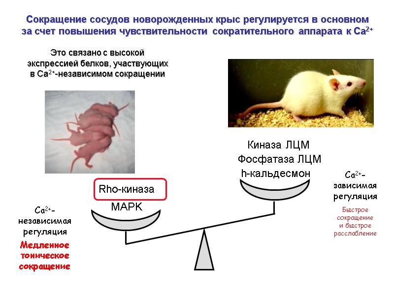 MAPK Это связано с высокой  экспрессией белков, участвующих  в Са2+-независимом сокращении Киназа